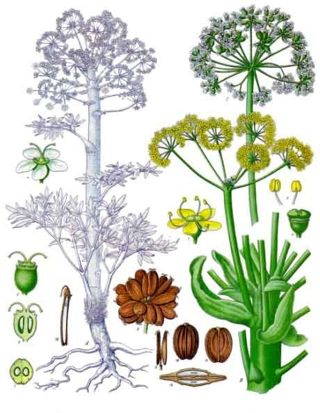 7. The A list: Herbs and Spices that Heal - ASAFOETIDA