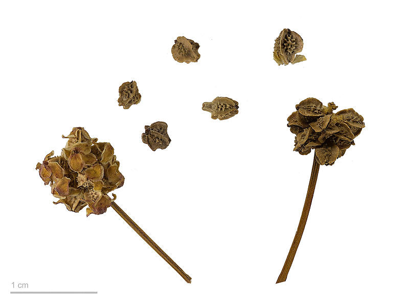 25. The B List : Herbs and Spices that Heal - BURNET