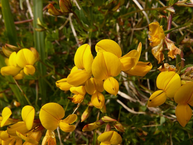 56. The F list : Herbs and Spice that Heal - FENUGREEK