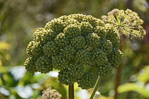 4. The A list : Herbs and Spices that Heal- ANGELICA (Angelica archangelica)