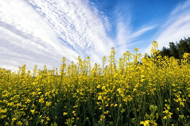 19. The B list : Herbs and Spices that Heal- BLACK MUSTARD
