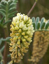 8. The A list : Herbs and Spices that Heal - ASTRAGALUS ROOT