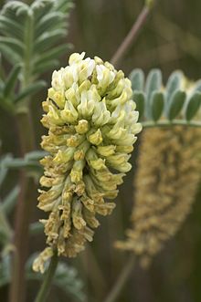 8. The A list : Herbs and Spices that Heal - ASTRAGALUS ROOT