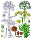 7.  The A list:  Herbs and Spices that Heal - ASAFOETIDA