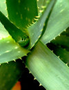 2. The A list : Herbs and Spices that heal - ALOE VERA