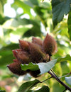 5. The A list : Herbs and Spices that Heal - ANNATTO  or ACHIOTE