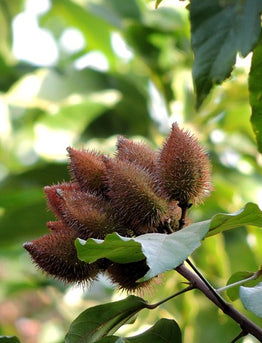 5. The A list : Herbs and Spices that Heal - ANNATTO  or ACHIOTE