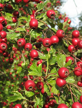 9. The A List : Herbs and Spices that Heal - ASHWAGANDHA