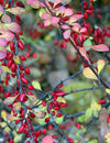 13. The B List:  Herbs and Spices that Heal-BARBERRY