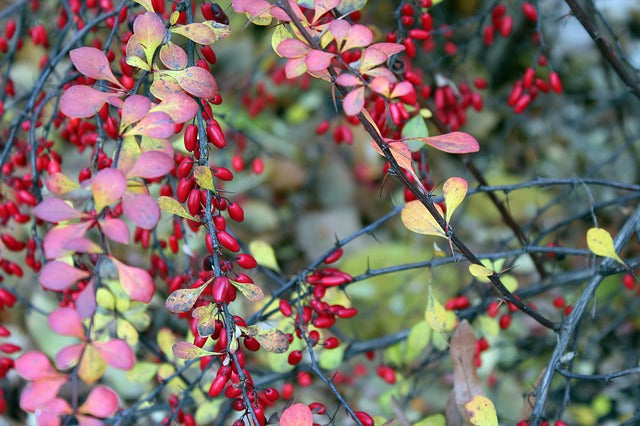 13. The B List:  Herbs and Spices that Heal-BARBERRY