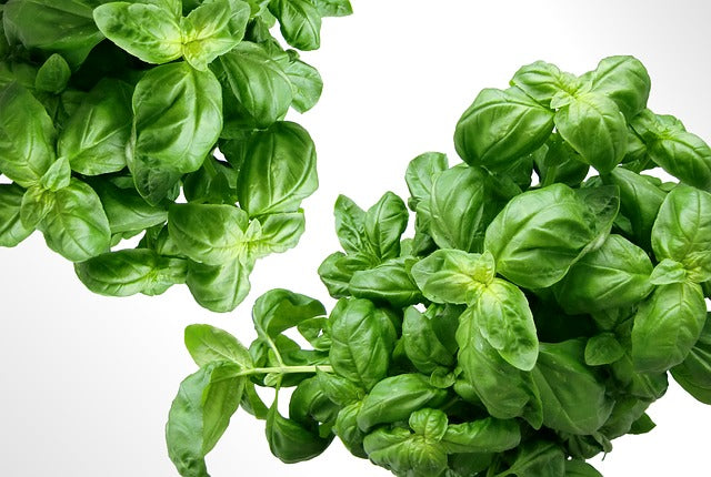 12. The B list- Herbs and Spices that Heal- BASIL