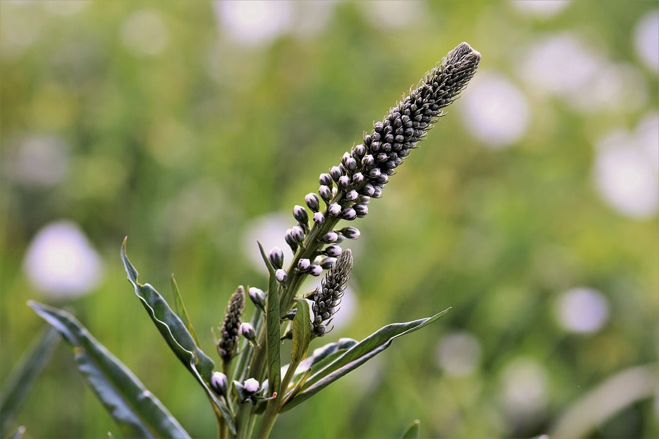 16. The B list : Herbs and Spices that Heal - BLACK COHOSH