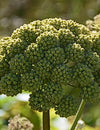 4. The A list :  Herbs and Spices that Heal- ANGELICA (Angelica archangelica)
