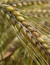 23.  The B list : Herbs and Spices that Heal - BARLEY