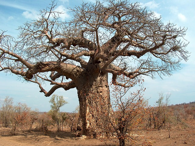 24. The B list : Herbs and Spices that Heal - BAOBAB